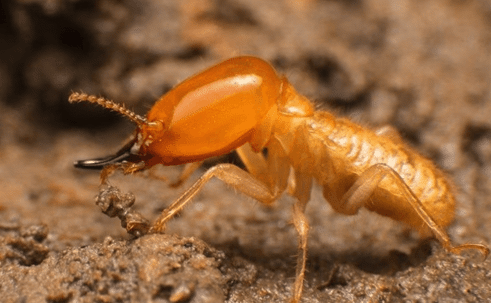 termites