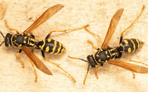 wasps