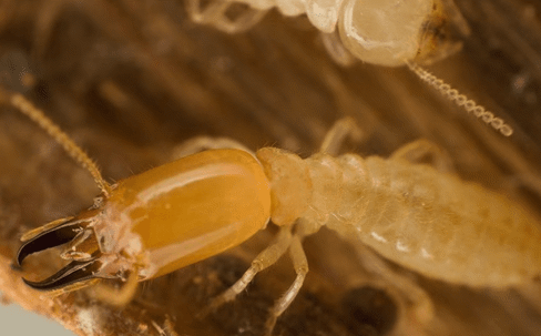 termites