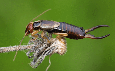 earwigs