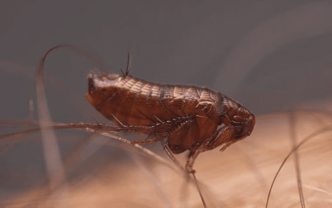 fleas