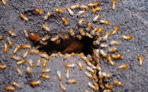 termites
