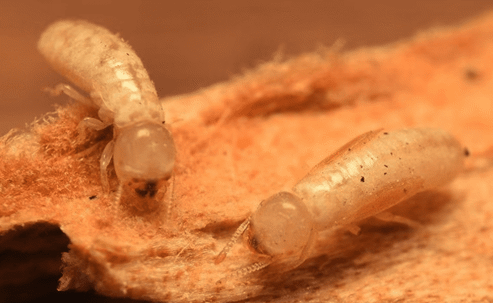 termites