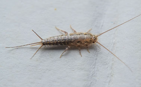 silverfish
