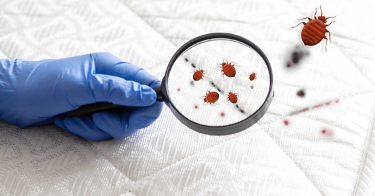 spread of bedbugs on the bed