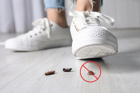 Woman crushing cockroaches with feet, closeup.