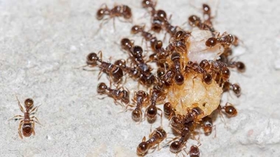 Ants Photo
