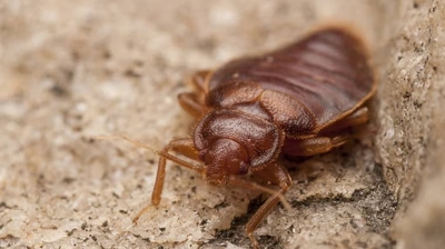 Bed Bug Photo