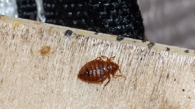 Bed Bug Photo
