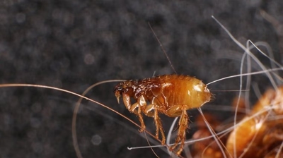 Fleas Photo