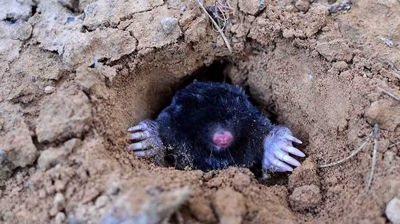 Mole Photo