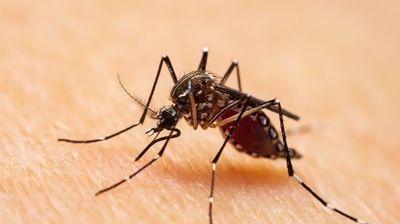 Mosquito Control Photo