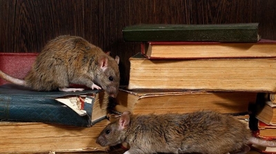Rodent Exclusion Photo