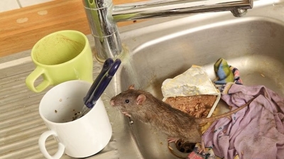 Rodent Exclusion Photo