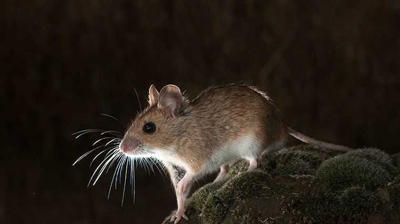 Rodent Photo