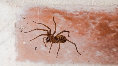 Spider Photo