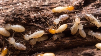 Termite Control Photo