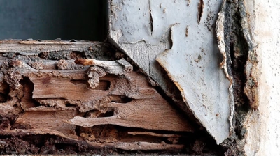 Termite Control Photo