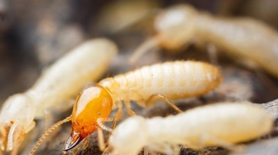 termite Photo