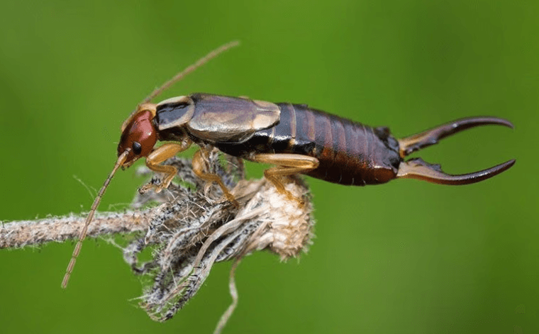 The Full Truth About Earwigs In Orange County | Pacific Shore Pest Control